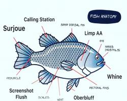 Anatomie d'un fish